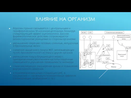 ВЛИЯНИЕ НА ОРГАНИЗМ Атропин прочно связывается с центральными и периферическими М-холинорецепторами, блокируя