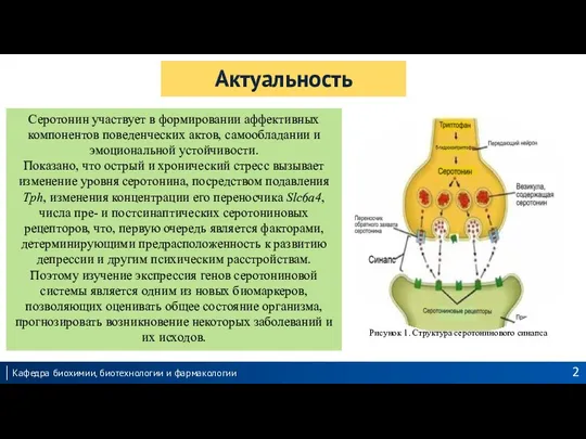 Актуальность Серотонин участвует в формировании аффективных компонентов поведенческих актов, самообладании и эмоциональной