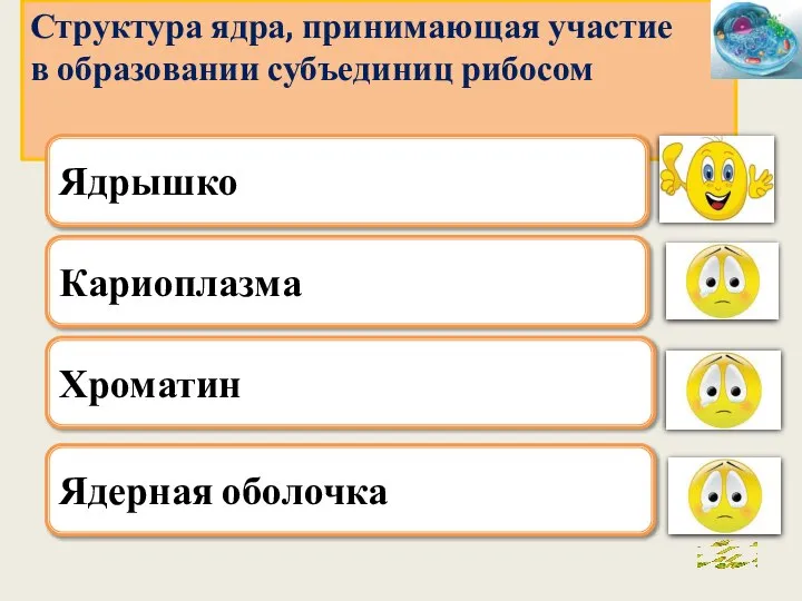 . Кариоплазма Хроматин Ядерная оболочка Структура ядра, принимающая участие в образовании субъединиц рибосом Ядрышко