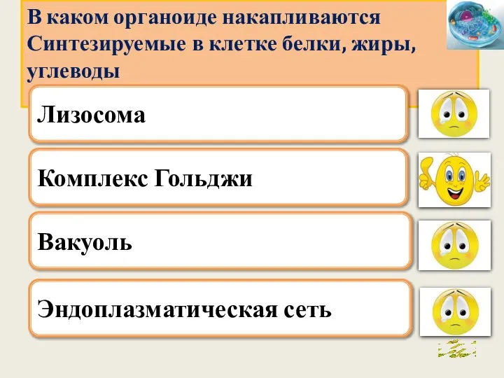 . Комплекс Гольджи Вакуоль Эндоплазматическая сеть В каком органоиде накапливаются Синтезируемые в