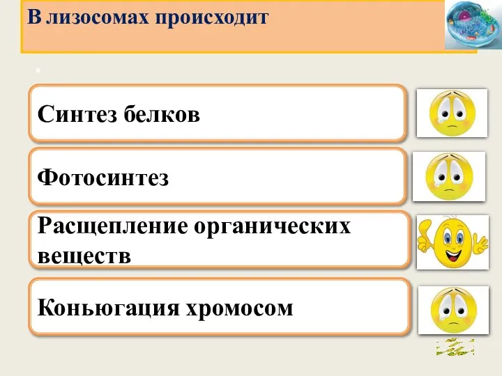 . Фотосинтез Расщепление органических веществ Коньюгация хромосом В лизосомах происходит Синтез белков