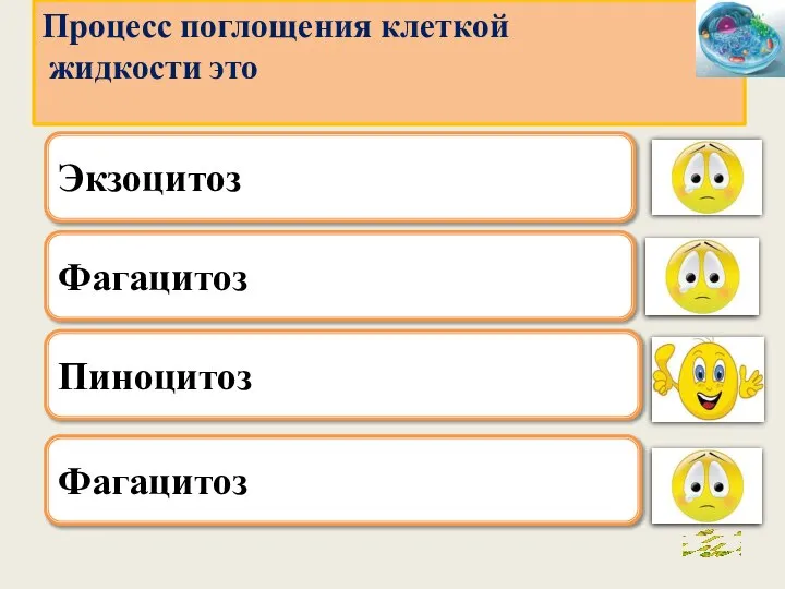 . Фагацитоз Пиноцитоз Фагацитоз Процесс поглощения клеткой жидкости это Экзоцитоз