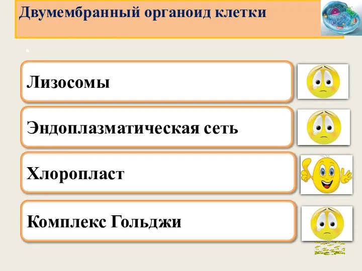 . Эндоплазматическая сеть Хлоропласт Комплекс Гольджи Двумембранный органоид клетки Лизосомы