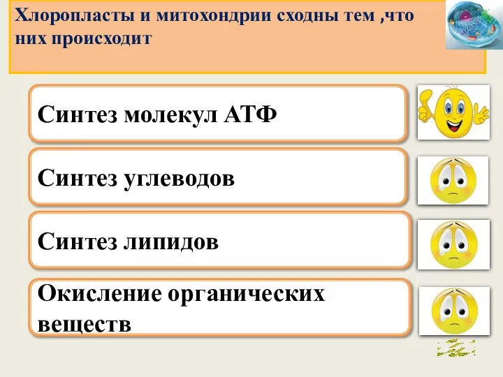 . Синтез углеводов Синтез липидов Окисление органических веществ Хлоропласты и митохондрии сходны