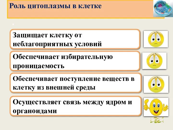 . Обеспечивает избирательную проницаемость Обеспечивает поступление веществ в клетку из внешней среды