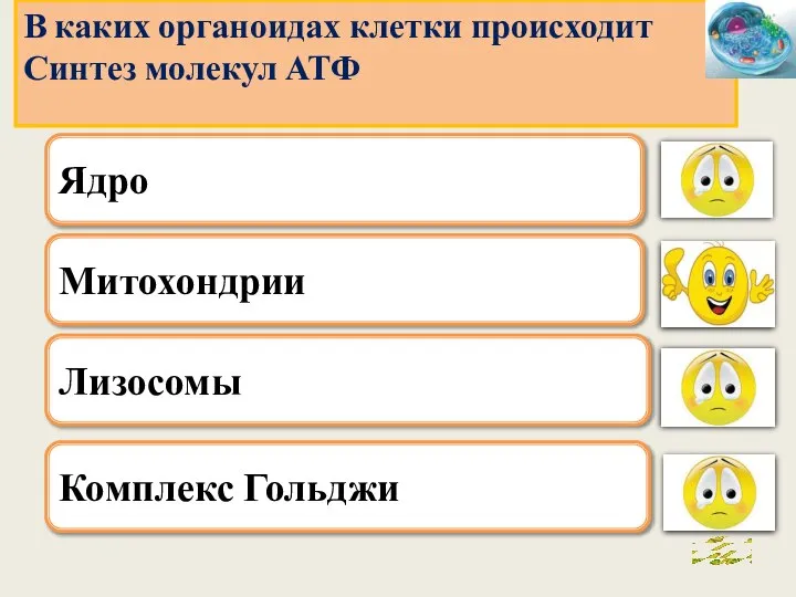 . Митохондрии Лизосомы Комплекс Гольджи В каких органоидах клетки происходит Синтез молекул АТФ Ядро