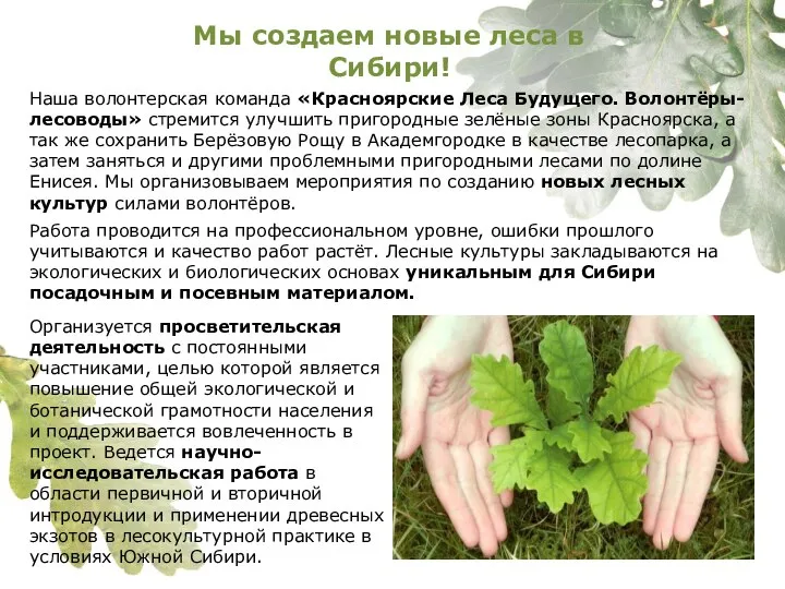 Мы создаем новые леса в Сибири! Наша волонтерская команда «Красноярские Леса Будущего.