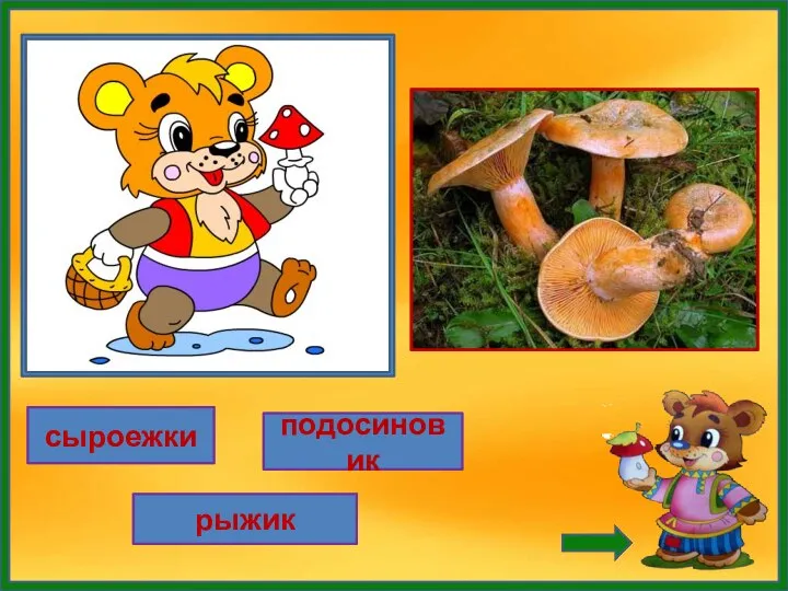 сыроежки подосиновик рыжик Он живет под елками, Скрытый их иголками. Много у