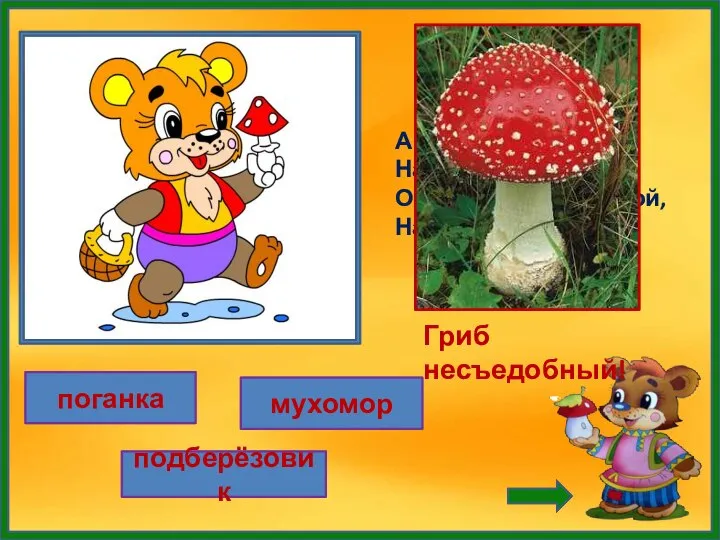 поганка мухомор подберёзовик А вот кто-то важный На беленькой ножке. Он с