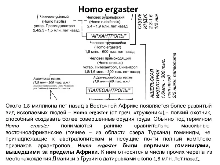 Homo ergaster Около 1.8 миллиона лет назад в Восточной Африке появляется более