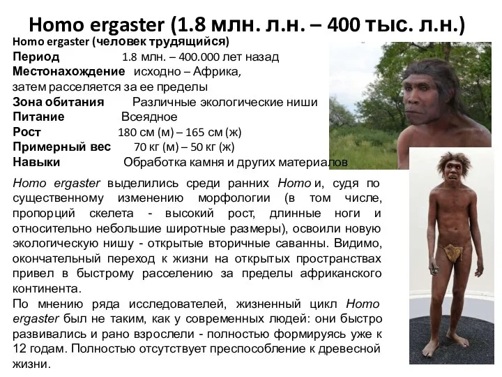 Homo ergaster (1.8 млн. л.н. – 400 тыс. л.н.) Homo ergaster (человек