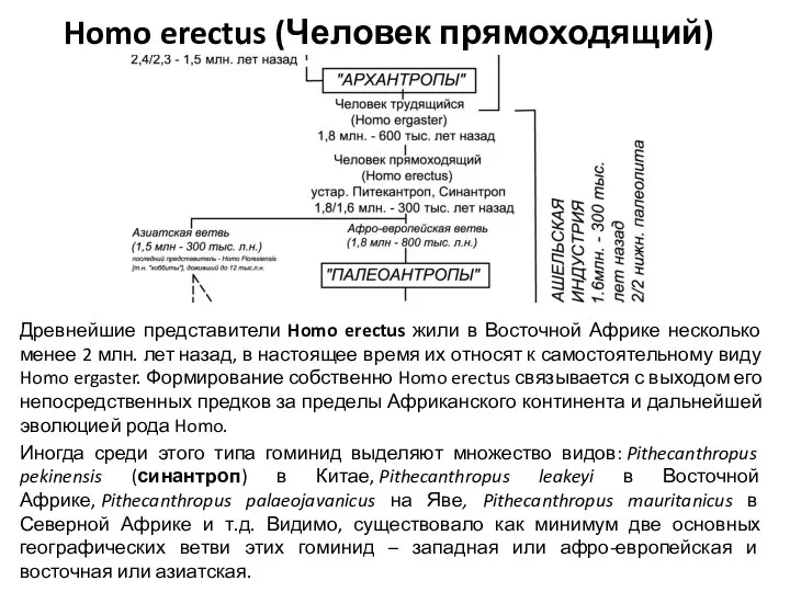 Homo erectus (Человек прямоходящий) Древнейшие представители Homo erectus жили в Восточной Африке