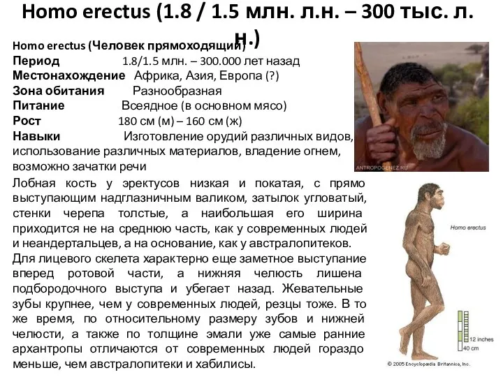 Homo erectus (1.8 / 1.5 млн. л.н. – 300 тыс. л.н.) Homo