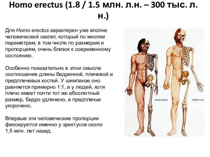 Homo erectus (1.8 / 1.5 млн. л.н. – 300 тыс. л.н.) Для