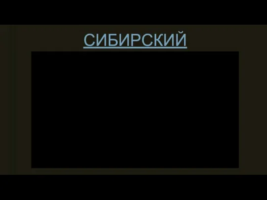 СИБИРСКИЙ ЦИРЮЛЬНИК