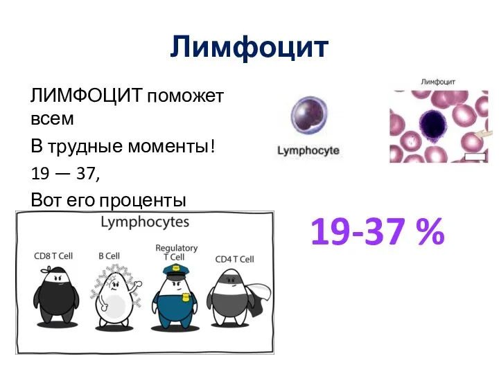 Лимфоцит ЛИМФОЦИТ поможет всем В трудные моменты! 19 — 37, Вот его проценты 19-37 %
