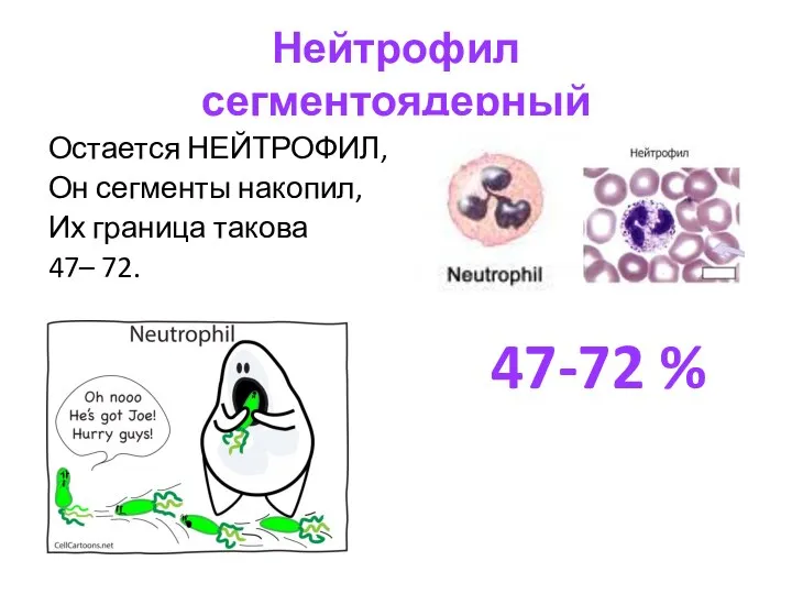 Нейтрофил сегментоядерный Остается НЕЙТРОФИЛ, Он сегменты накопил, Их граница такова 47– 72. 47-72 %