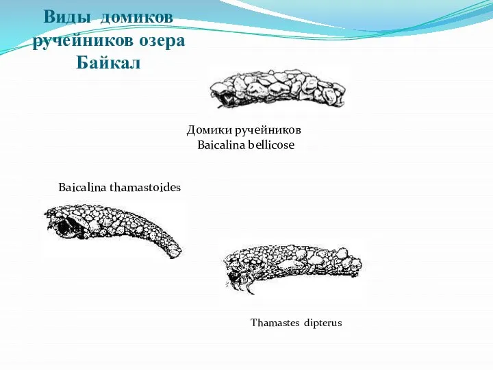 Виды домиков ручейников озера Байкал Домики ручейников Baicalina bellicose Baicalina thamastoides Thamastes dipterus