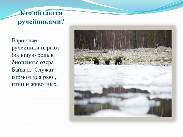 Кто питается ручейниками? Взрослые ручейники играют большую роль в биоценозе озера Байкал.