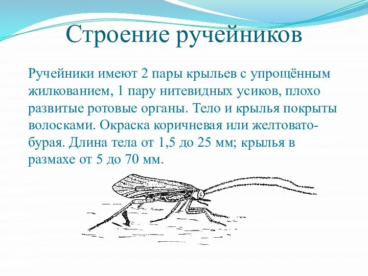 Строение ручейников Ручейники имеют 2 пары крыльев с упрощённым жилкованием, 1 пару