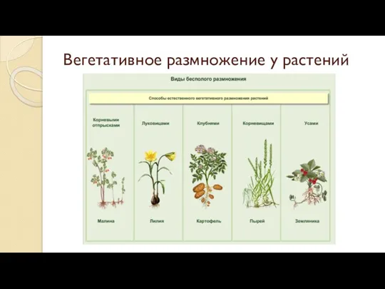 Вегетативное размножение у растений