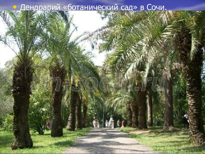 Дендрарий «ботанический сад» в Сочи.