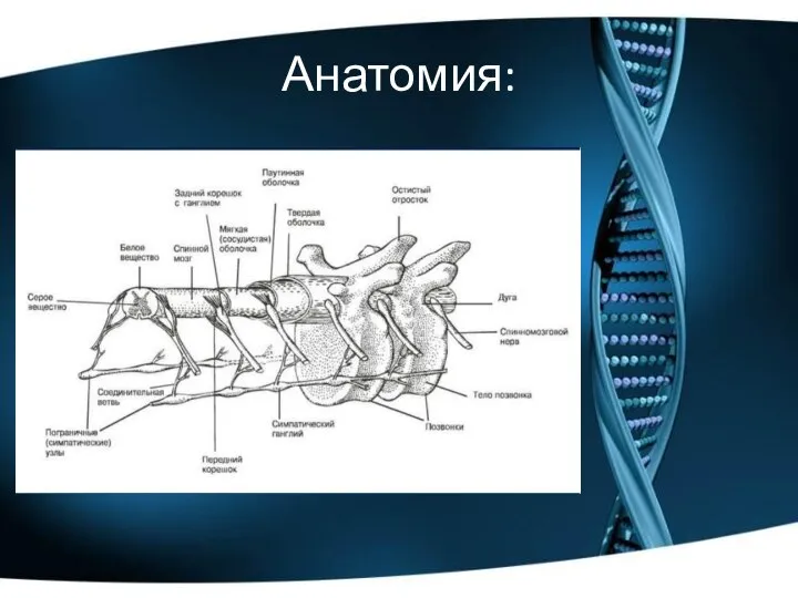 Анатомия: