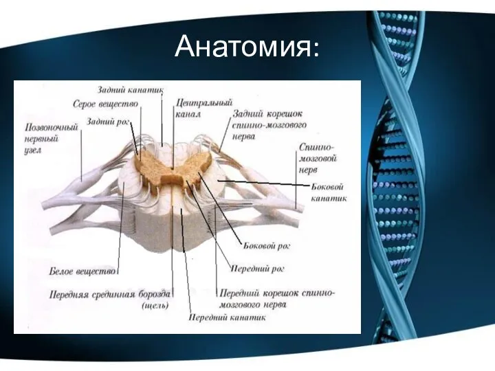 Анатомия: