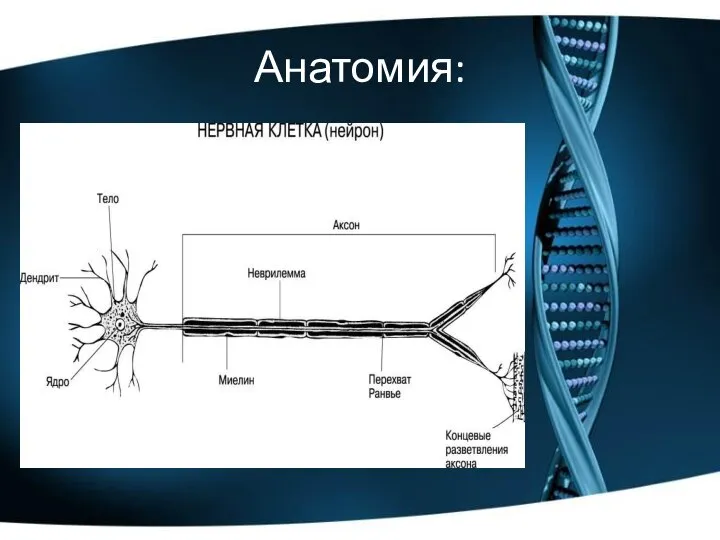 Анатомия: