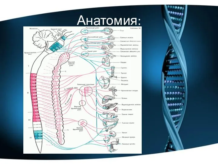 Анатомия: