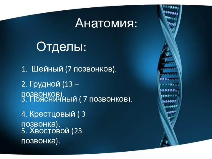 Анатомия: 1. Шейный (7 позвонков). Отделы: 2. Грудной (13 – позвонков). 3.