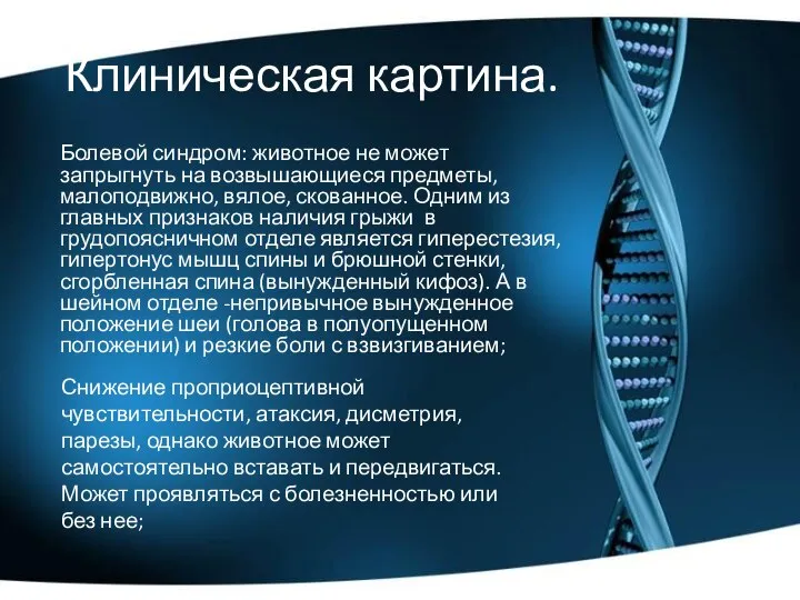 Клиническая картина. Болевой синдром: животное не может запрыгнуть на возвышающиеся предметы, малоподвижно,