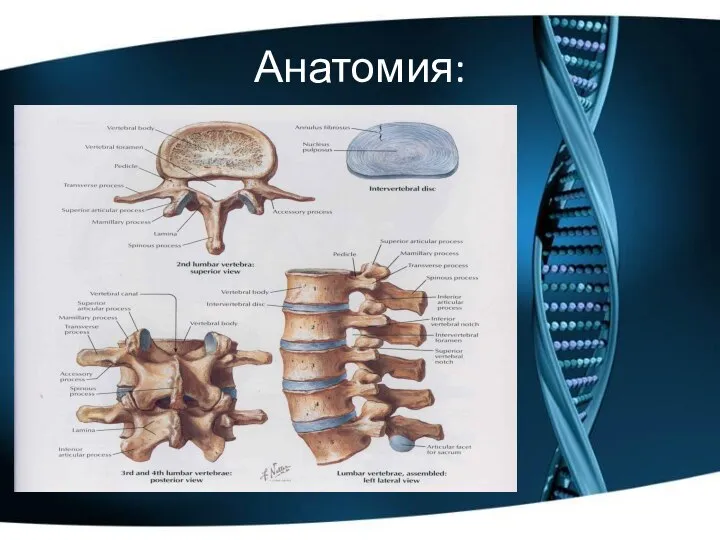 Анатомия: