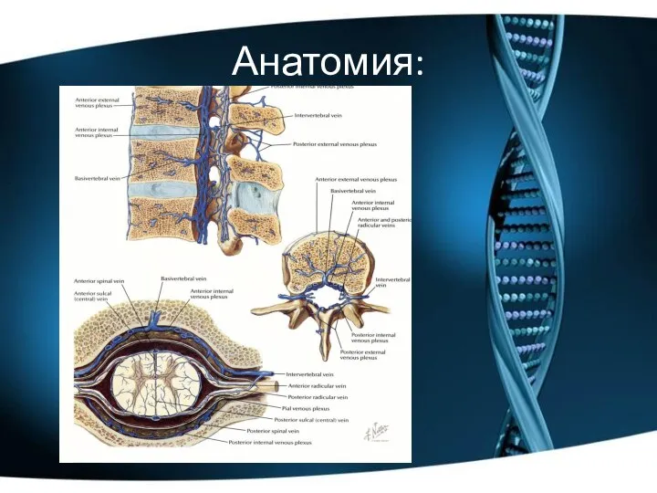 Анатомия: