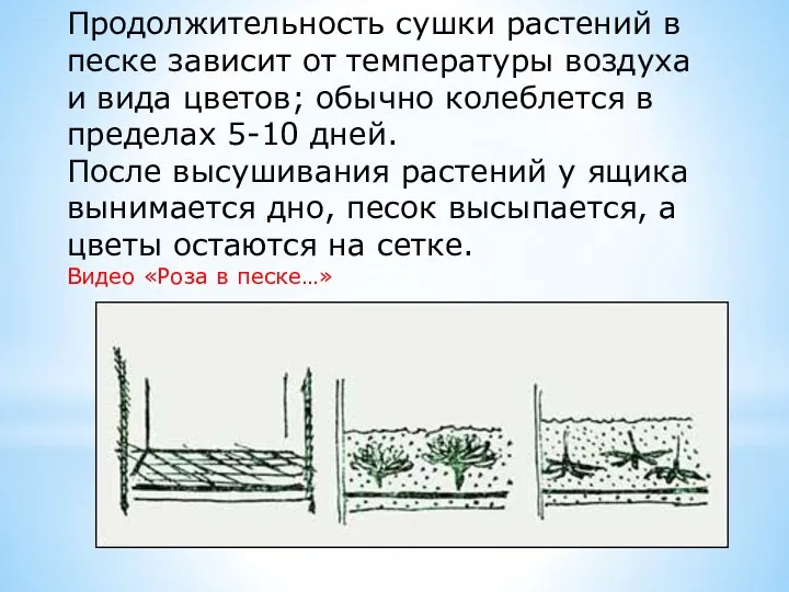 Продолжительность сушки растений в песке зависит от температуры воздуха и вида цветов;