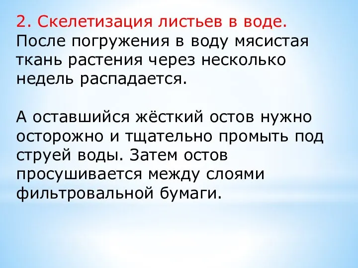 2. Скелетизация листьев в воде. После погружения в воду мясистая ткань растения