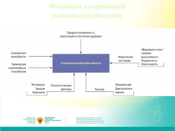 Факторы спортивной работоспособности