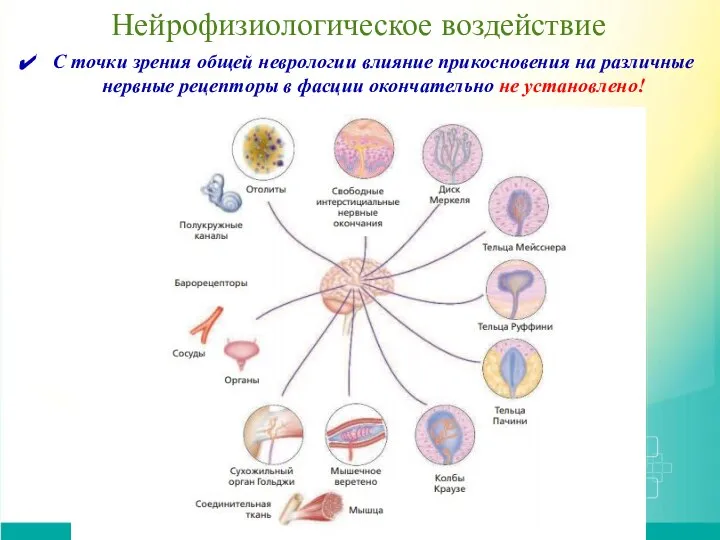 Нейрофизиологическое воздействие С точки зрения общей неврологии влияние прикосновения на различные нервные