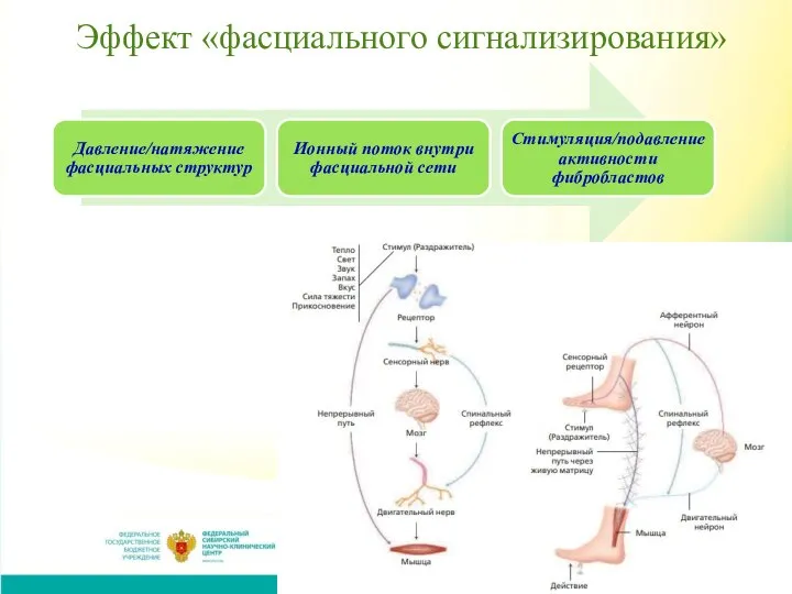 Эффект «фасциального сигнализирования»