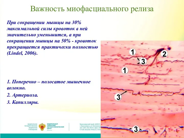 Важность миофасциального релиза При сокращении мышцы на 30% максимальной силы кровоток в