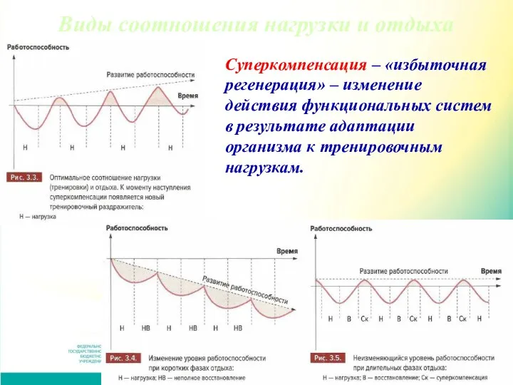 Виды соотношения нагрузки и отдыха Суперкомпенсация – «избыточная регенерация» – изменение действия