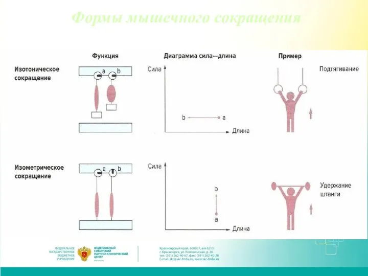 Формы мышечного сокращения