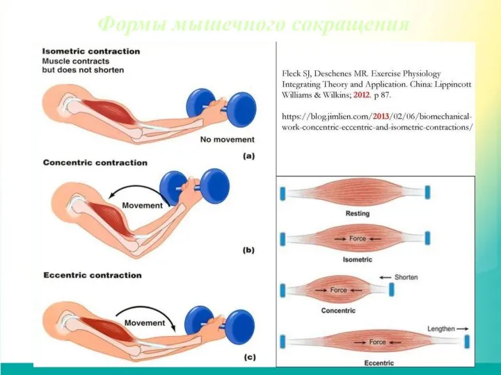 Формы мышечного сокращения