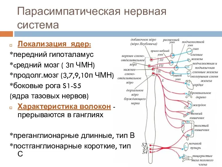 Парасимпатическая нервная система Локализация ядер: *передний гипоталамус *cредний мозг ( 3п ЧМН)