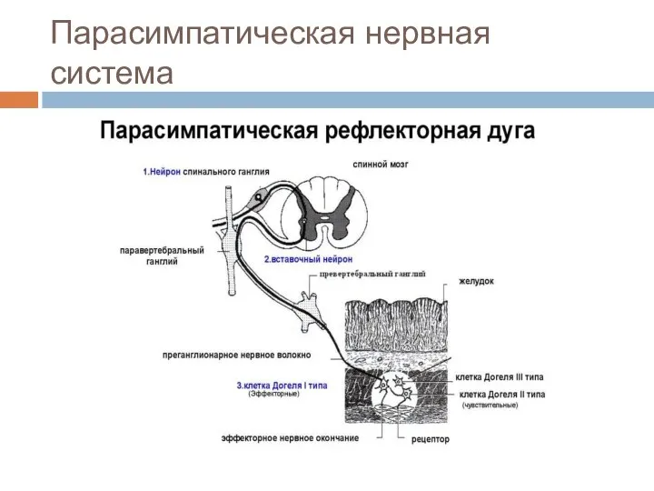 Парасимпатическая нервная система