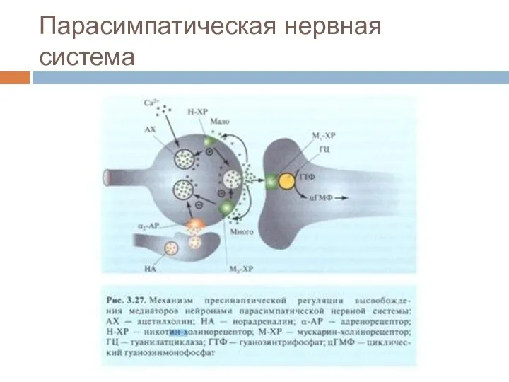 Парасимпатическая нервная система