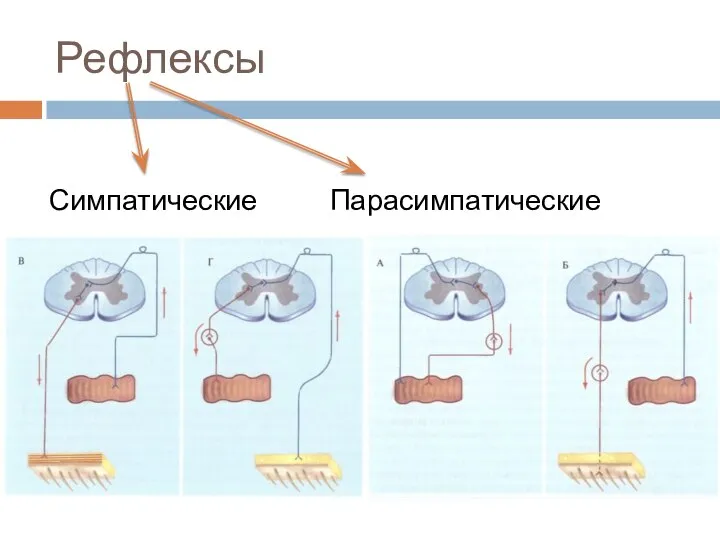 Рефлексы Симпатические Парасимпатические