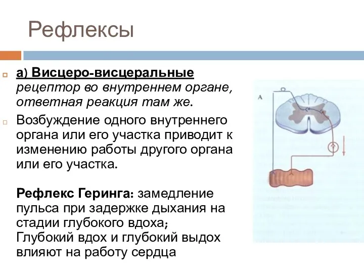 Рефлексы а) Висцеро-висцеральные рецептор во внутреннем органе, ответная реакция там же. Возбуждение