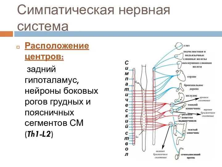 Симпатическая нервная система Расположение центров: задний гипоталамус, нейроны боковых рогов грудных и поясничных сегментов СМ (Th1-L2)