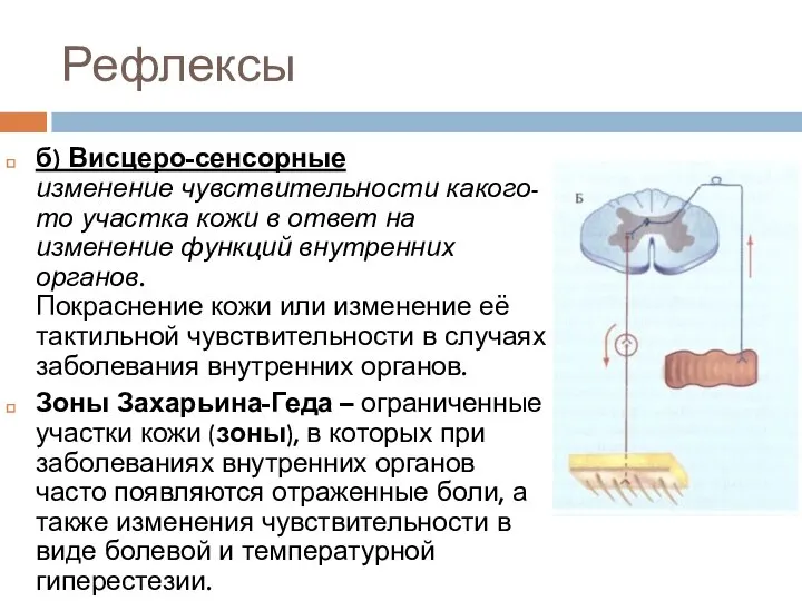 Рефлексы б) Висцеро-сенсорные изменение чувствительности какого-то участка кожи в ответ на изменение